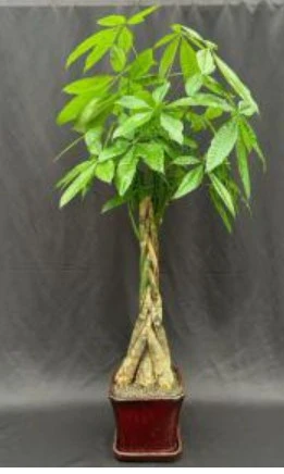 Money Bonsai Tree - Braided Trunk (pachira Aquatica)