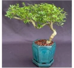 Chinese Flowering White Serissa Bonsai Tree Of A Thousand Stars S