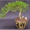 Chinese Flowering White Serissa Bonsai Tree Of A Thousand Stars