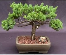 Juniper Bonsai Tree - Trained With Jin & Shari Style (juniper Pro