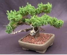 Juniper Bonsai Tree - Trained With Jin & Shari Style (juniper Pro - Image 3