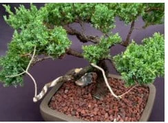 Juniper Bonsai Tree - Trained With Jin & Shari Style (juniper Pro - Image 4