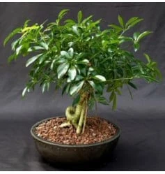 Hawaiian Umbrella Bonsai Tree Coiled Trunk Banyan Style