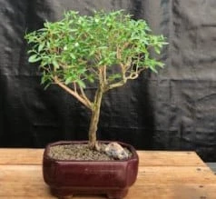 Chinese Flowering White Serissa Bonsai Tree
