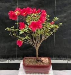 Flowering Tropical Red Azalea Bonsai Tree (rhododendron 'red Vi