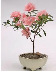 Flowering Pink Azalea Bonsai Tree (azalea 'Tiny Dancer')