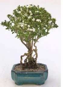 Flowering Mount Fuji Serissa Bonsai Tree With Raised Roots