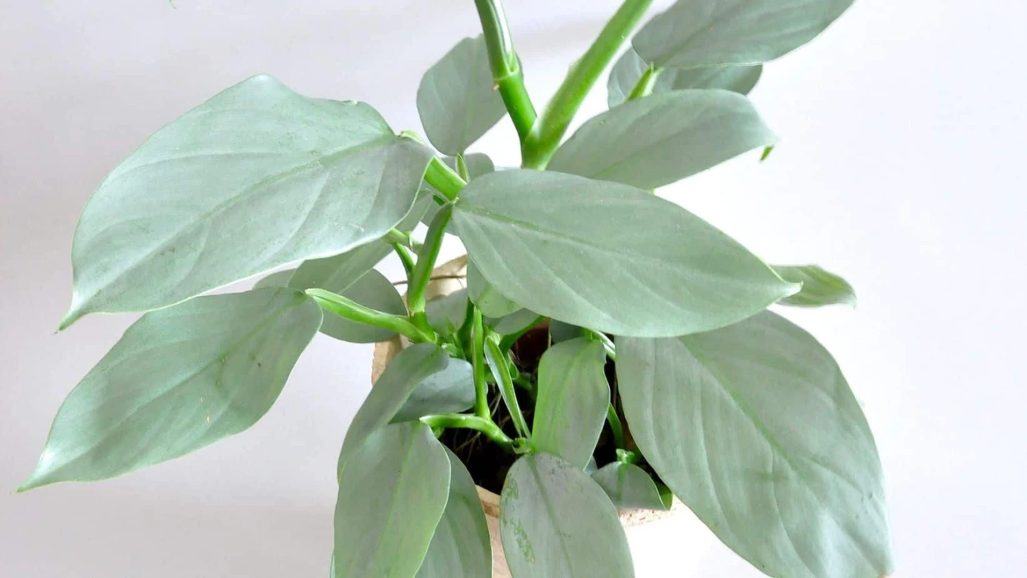 Rare Philodendron Hastatum "Silver Sword" Starter Collection Plant - Image 3