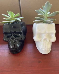 Skull Pot With Succulent