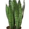 Snake Plant Zeylanica - Air Purifying Houseplant With Wavy Grey Leaves | 6-inch Pot