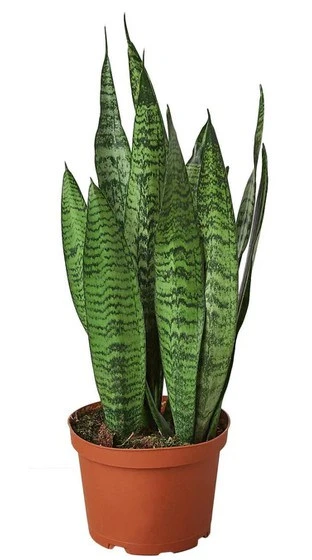 Snake Plant Zeylanica - Air Purifying Houseplant With Wavy Grey Leaves | 6-inch Pot