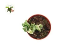 Hindu Rope Hoya Variegated - 4" From California Tropicals