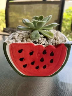Watermelon Pot With Succulent