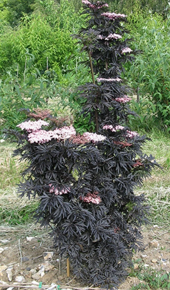 Laced UpĀ® Elderberry - 4" Pot - Sambucus - Proven Winners - Image 2
