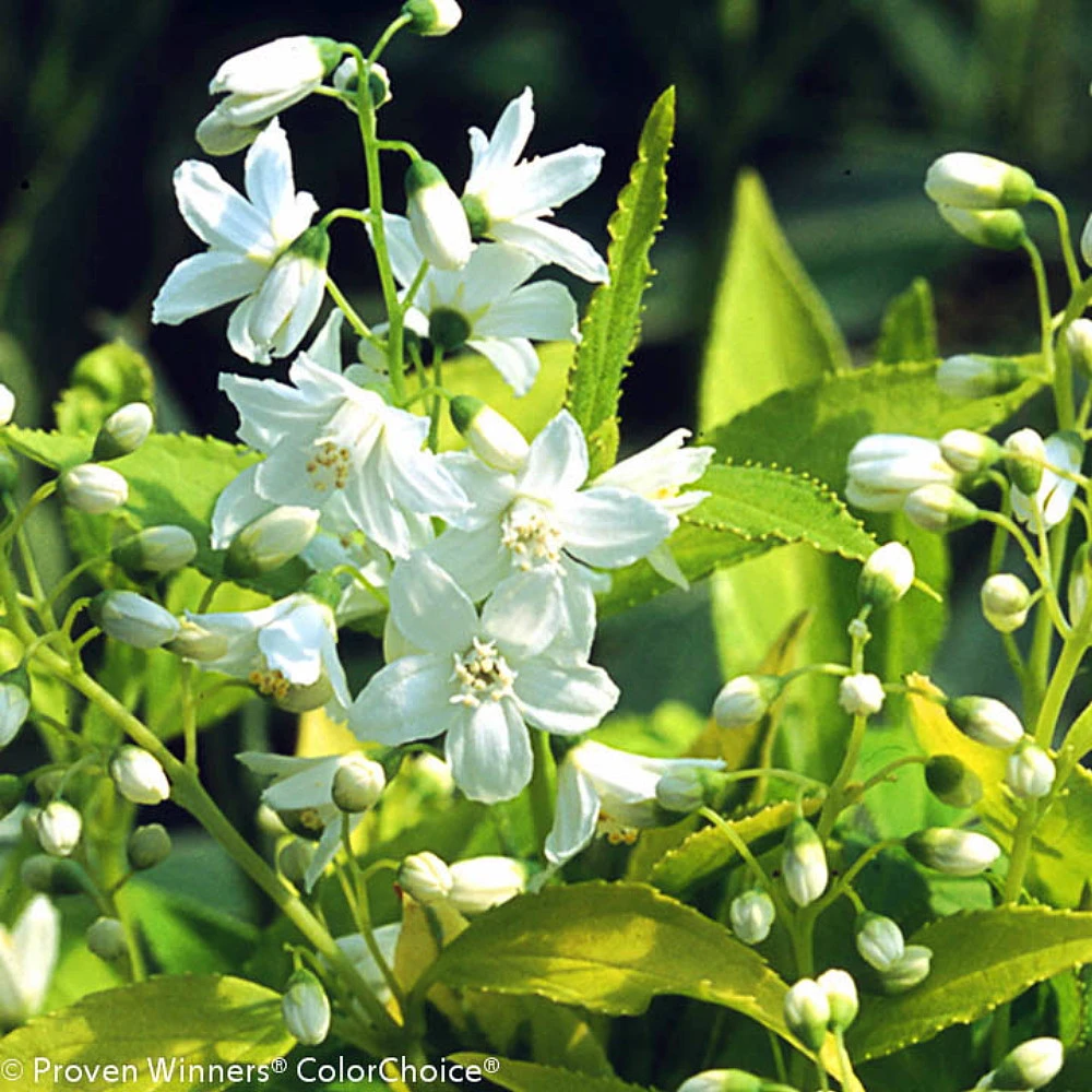 Chardonnay Pearls® Deutzia Gracilis 'Duncan' - 4" Pot - Proven Winners