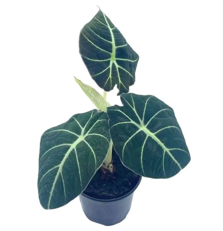 Alocasia Black Velvet, Jewel Alocasia In A 4 Inch Pot, Very Filled Healthy - Image 2