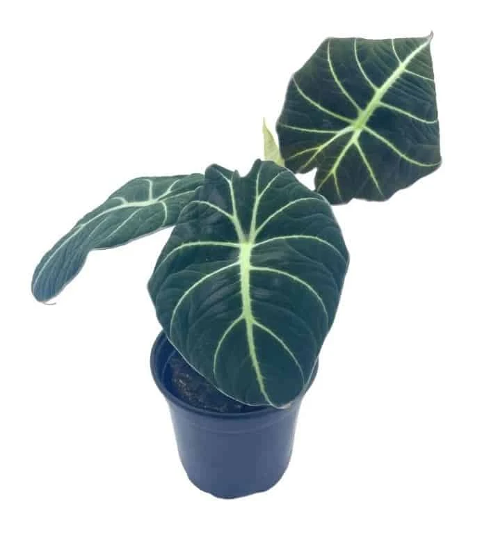 Alocasia Black Velvet, Jewel Alocasia In A 4 Inch Pot, Very Filled Healthy - Image 3