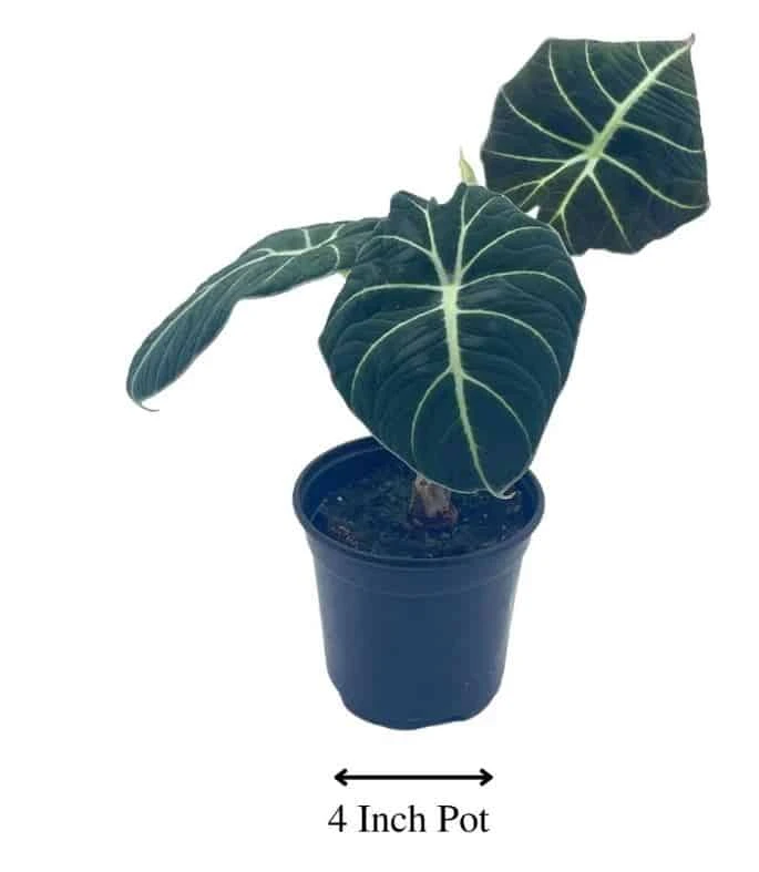 Alocasia Black Velvet, Jewel Alocasia In A 4 Inch Pot, Very Filled Healthy - Image 7