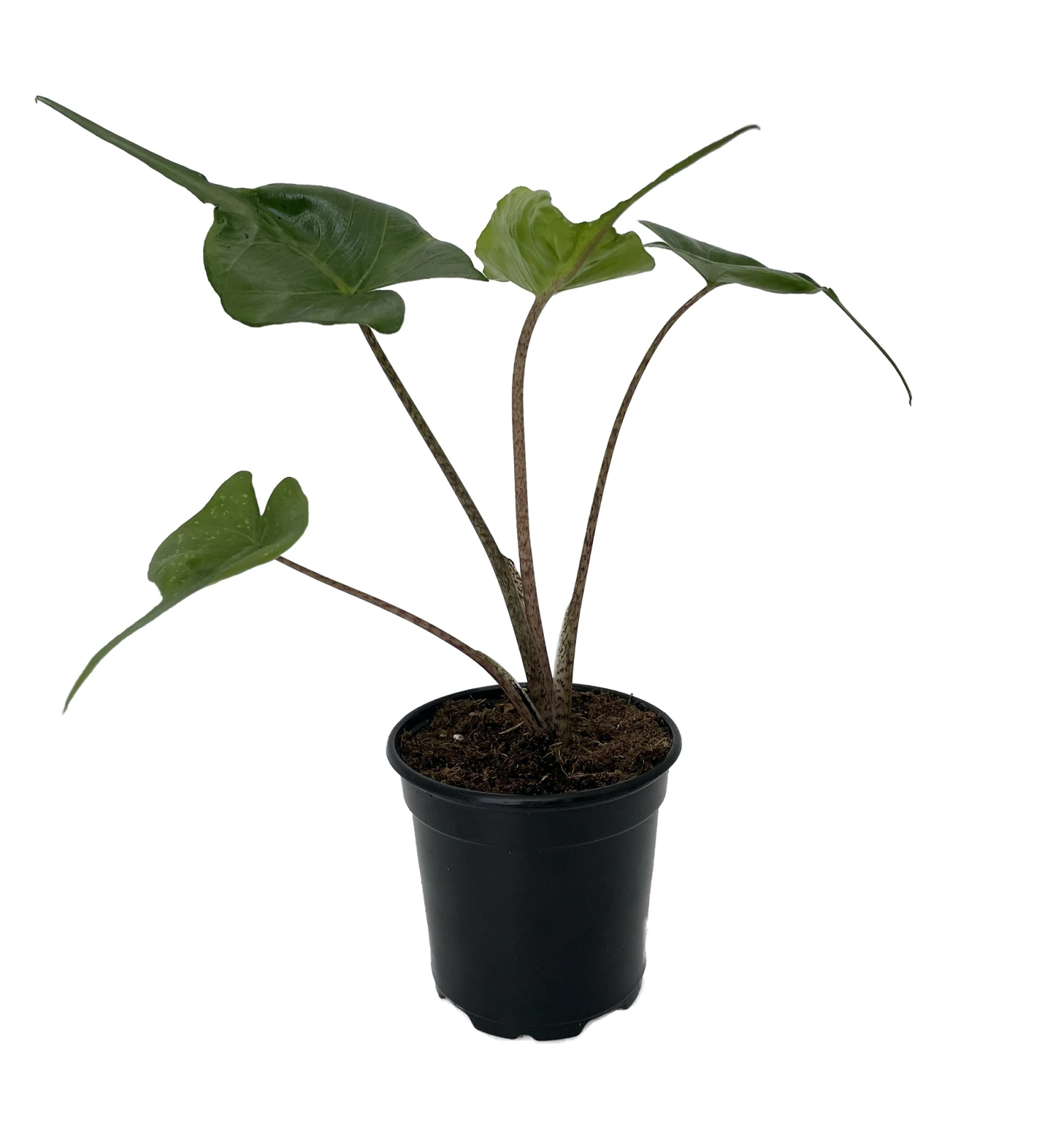 Rare Stingray Plant - Alocasia - Elephant Ears - 4" Pot - Collector's Series - Image 2