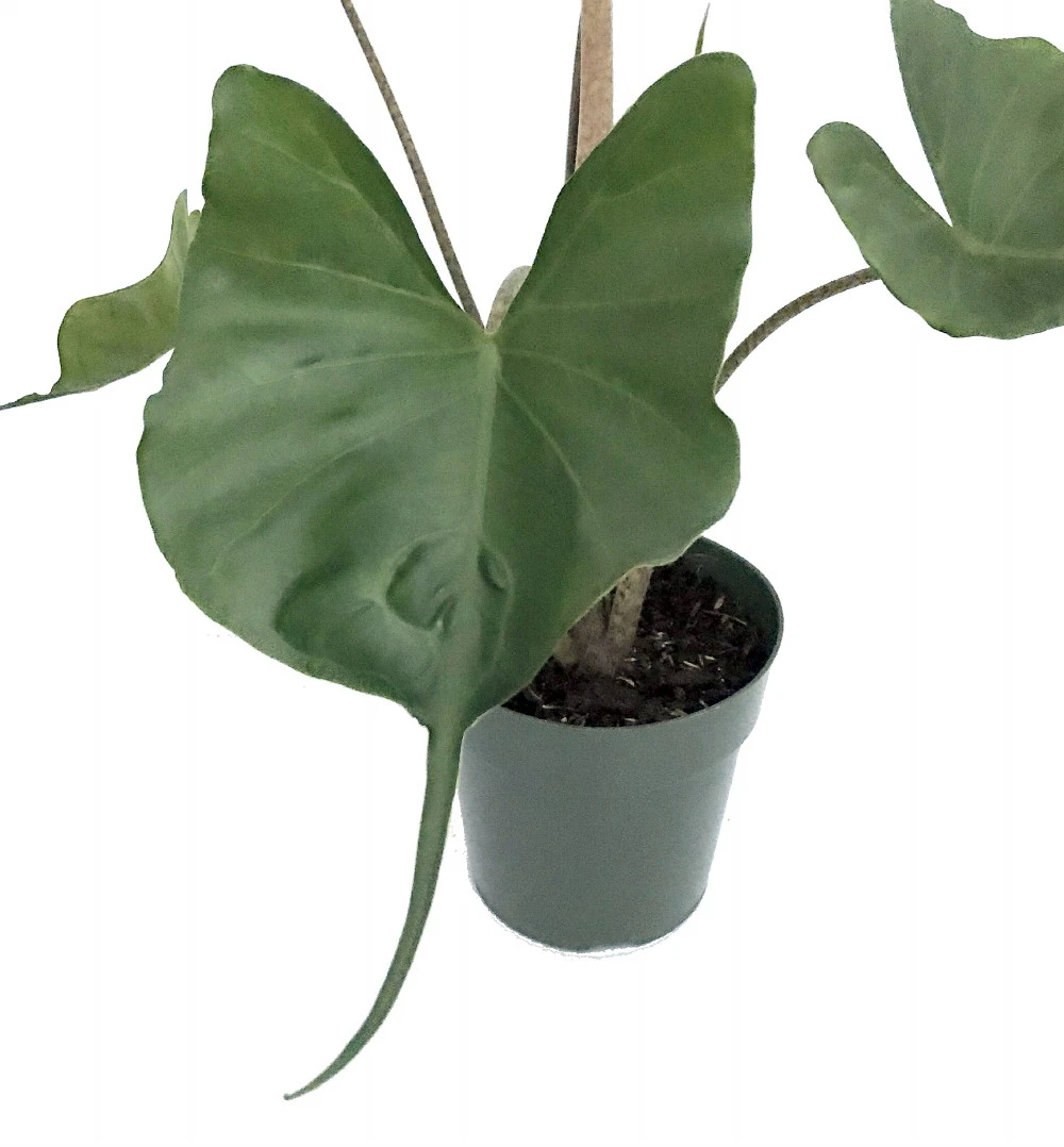 Rare Stingray Plant - Alocasia - Elephant Ears - 4" Pot - Collector's Series - Image 3
