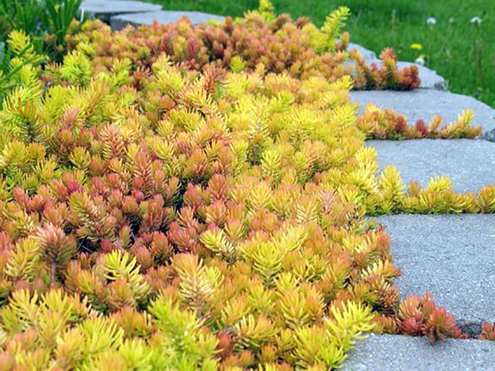 Angelina Sedum - Stonecrop Ground Cover - Live Plant - Quart Pot - Image 2