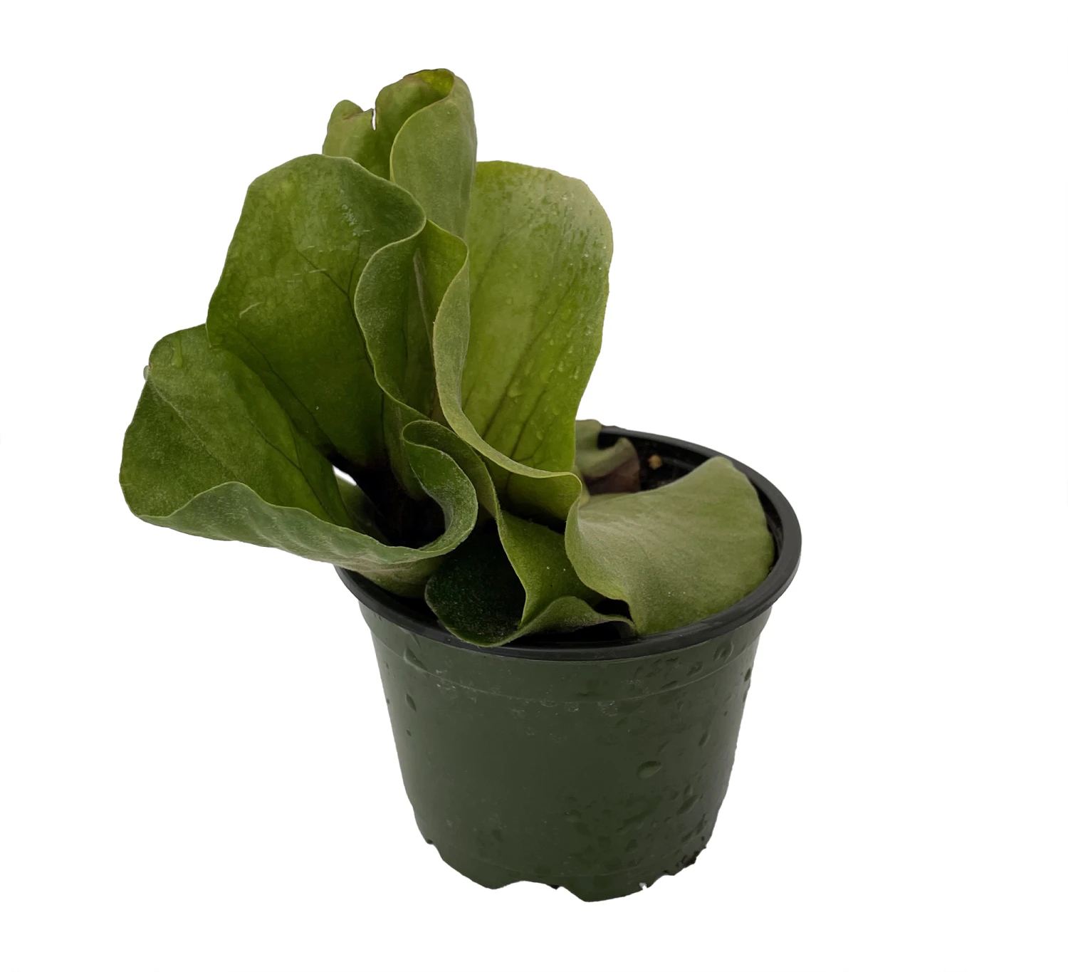 Angola Staghorn Fern - Platycerium Elephantotis - 4" Pot - Collector's Series - Image 3