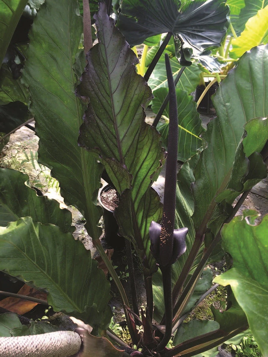 Water Dragon Anthurium Plant - Easy To Grow Blooming House Plant - 6" Pot - Image 2