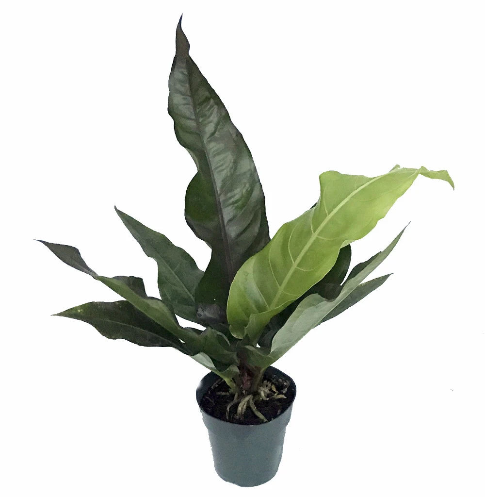 Water Dragon Anthurium Plant - Easy To Grow Blooming House Plant - 6" Pot
