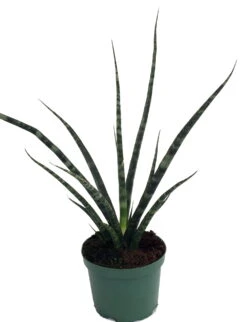 Fernwood Mikado Snake Plant - Sanseveria - Almost Impossible To Kill - 5" Pot