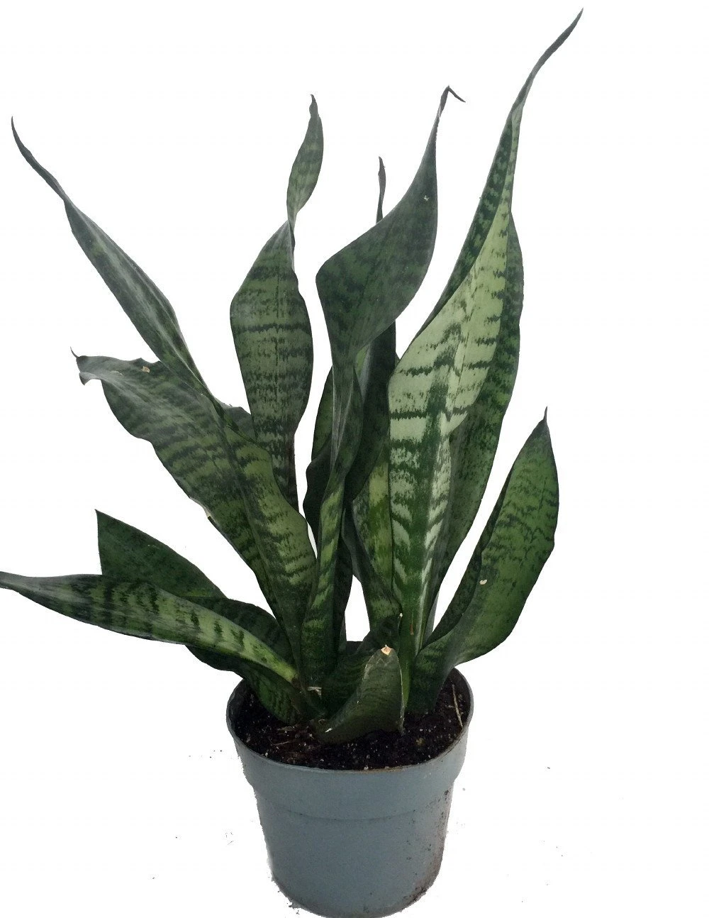 Snake Plant, Mother-In-Law's Tongue - Sansevieria - 6" Pot