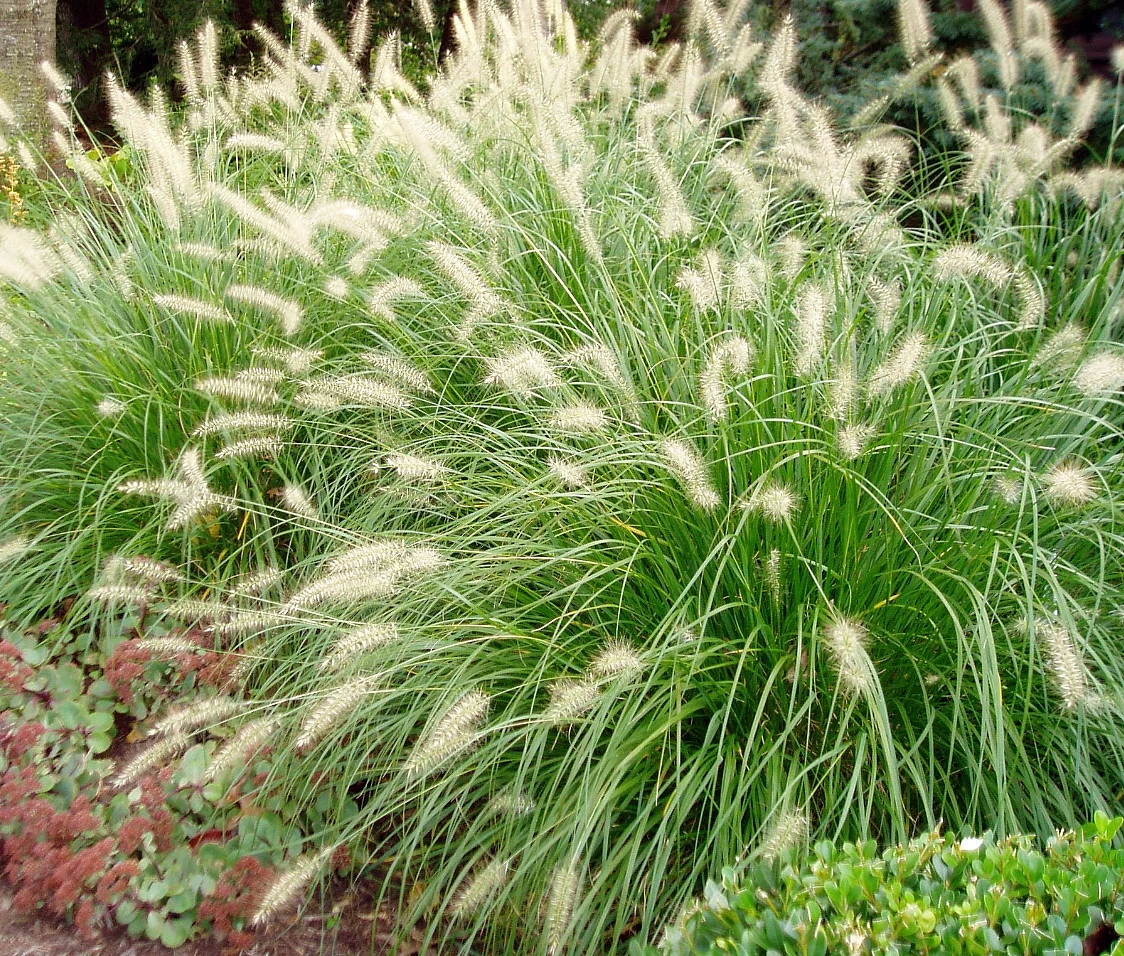 Hameln Dwarf Fountain Grass - Pennisetum - Hameln - Quart Pot