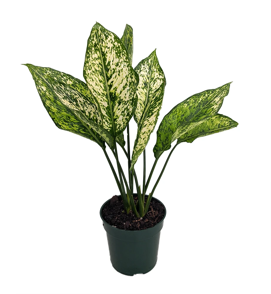 Wintry Winehouse Chinese Evergreen Plant - Aglaonema - Low Light - 4" Pot