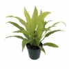 Limelight Madagascar Dragon Tree - Dracaena - 6" Pot - Easy To Grow House Plant