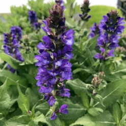 Blue Marvel Salvia - Meadow Sage - Quart Pot