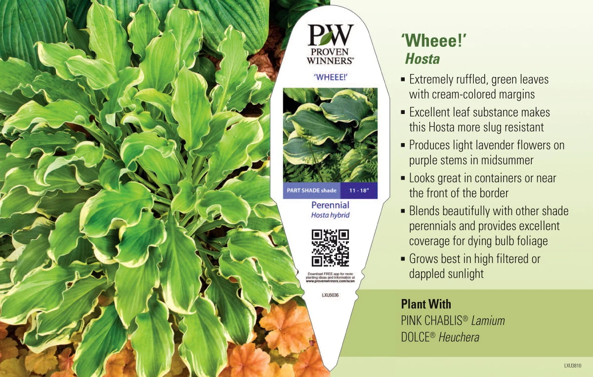 City Lights Hosta - Quart Pot - Image 2