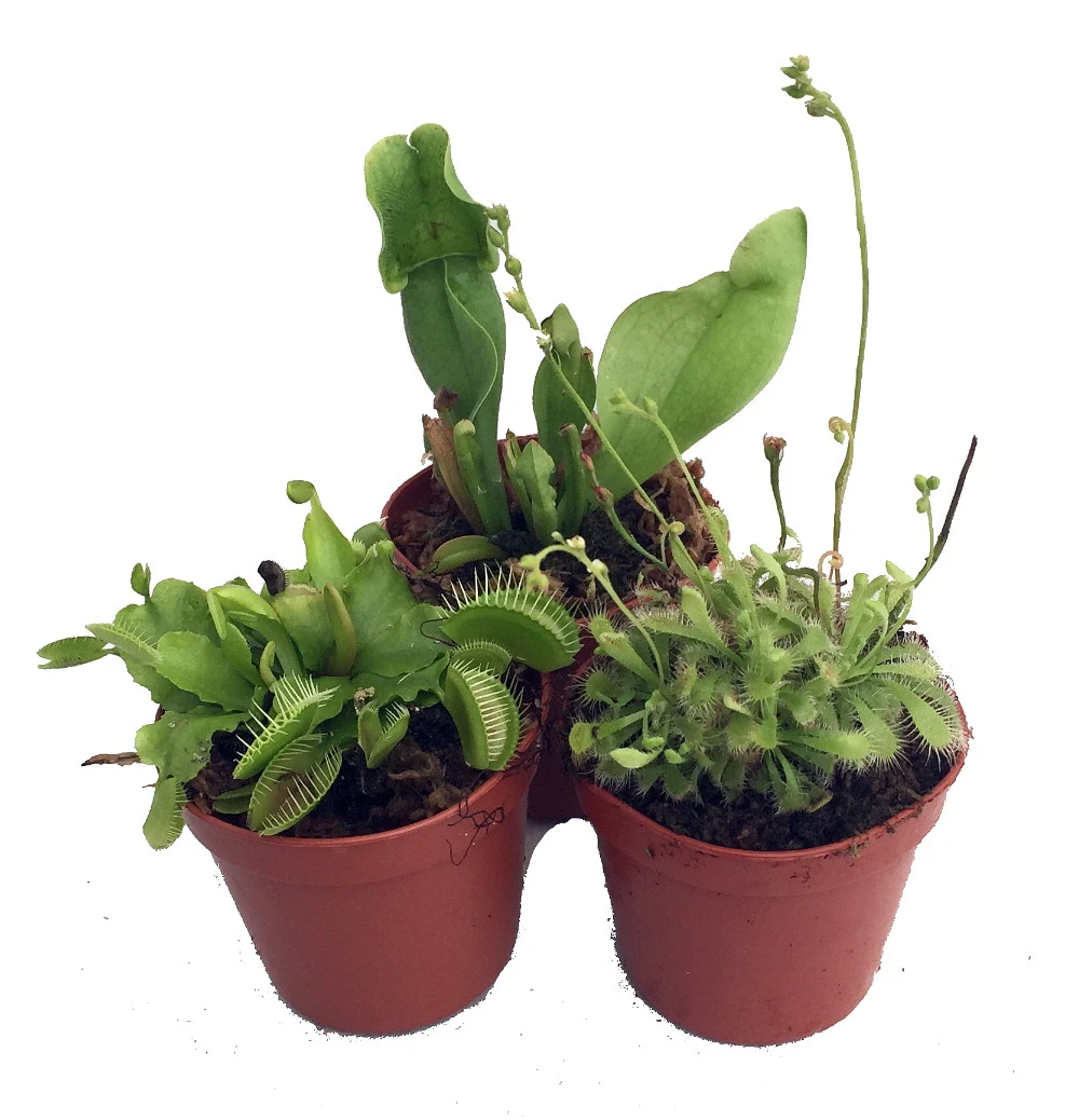 Carnivorous Terrarium Plants - Assortment Of 3 Plants In 2" Pots