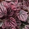 Red Ripple Peperomia - 4" Mini Hanging Basket - Easy House Plant