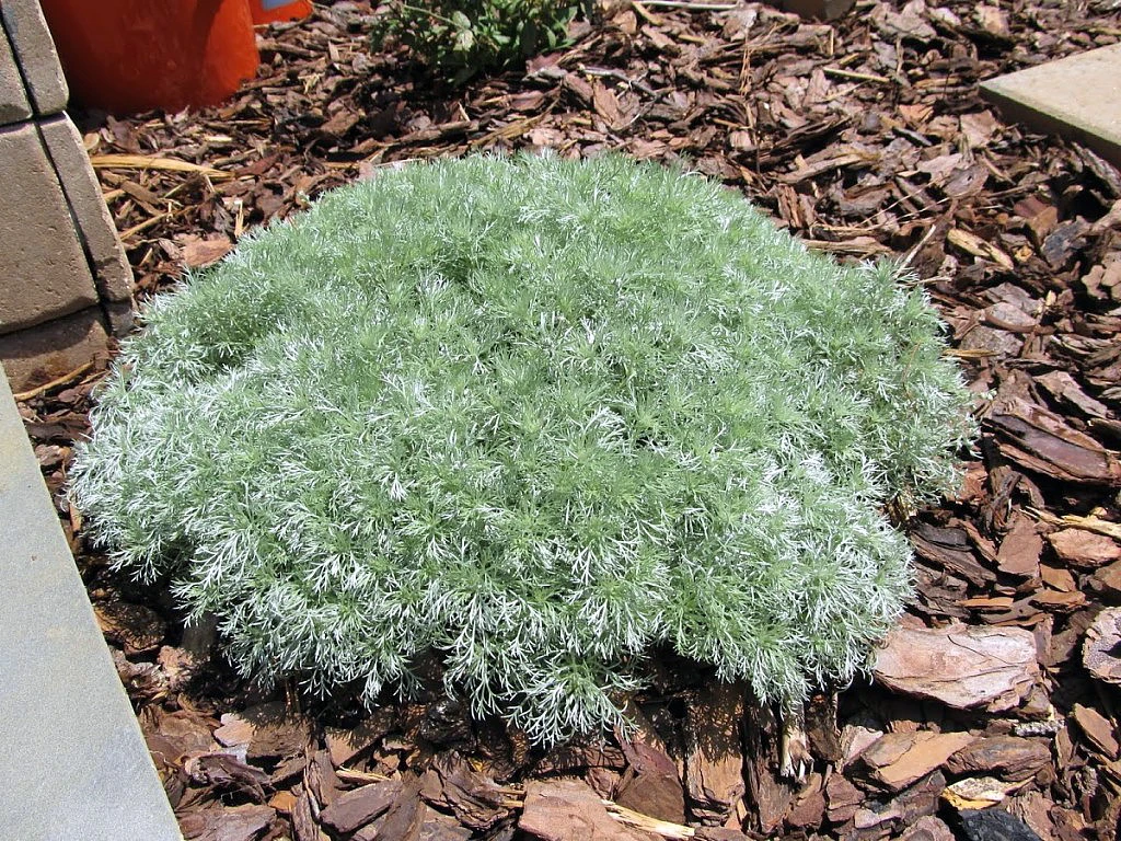 Silver Mound Perennial Plant - Artemisia - Sun/Easy - Live Plant - Quart Pot