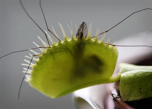 Venus Flytrap Plant - 2 Plants 2" Pots - CARNIVOROUS - Dionaea - Image 3