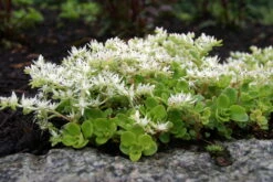 Larinem Park Woodland Sedum - Stonecrop - Loves The Sun - Quart Pot