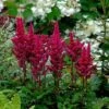 Visions In Red Astilbe - Shade Perennial - Live Plant -Quart Pot