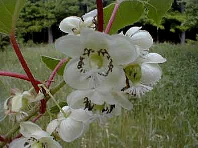 2 Hardy Kiwi Plants - Actinidia - Geneva And Meader - 2.5" Pot - Image 2