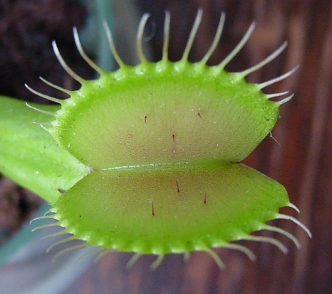 Venus Flytrap Plant - 2 Plants 2" Pots - CARNIVOROUS - Dionaea - Image 2