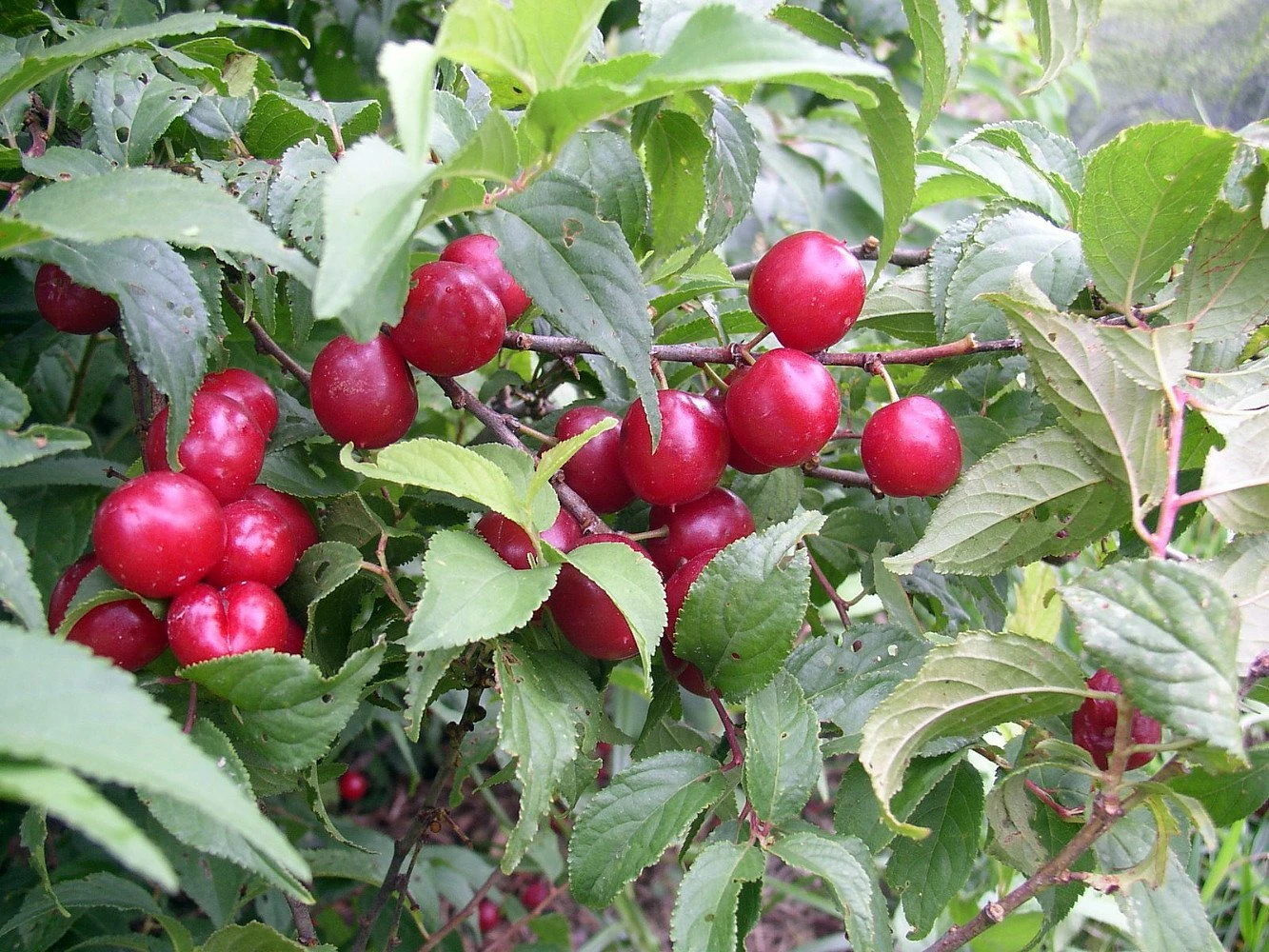 Joel & Jan Bush Cherry Plants - 4" Pots - Red Cherry Fruit In Late Summer - Image 2