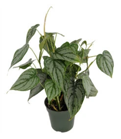 Brandi Philodendron - Easiest House Plant To Grow - 4" Pot