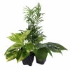Low Light House Plant Collection - Parlor Palm/Philodendron/Devil's Ivy -3" Pots