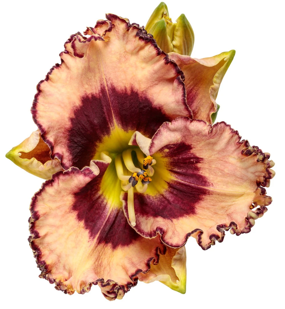 Rainbow Rhythm® Sound Of My Heart Daylily-Hemerocallis-Proven Winners-Gallon Pot - Image 2