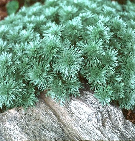 Silver Mound Perennial Plant - Artemisia - Sun/Easy - Live Plant - Quart Pot - Image 2