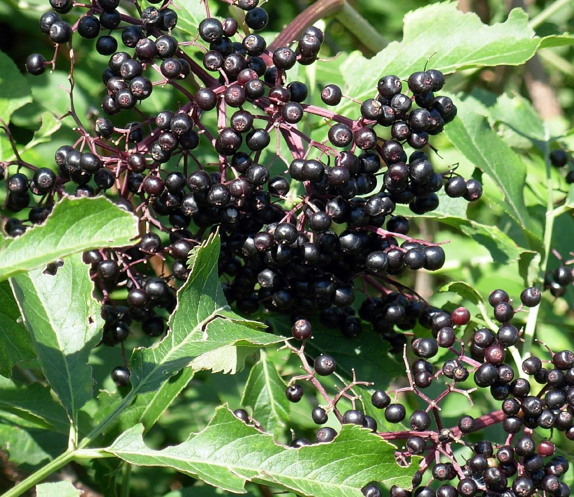 Adams Elderberry Perennial Shrub - Sambucus - 3.25" Pot