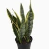Laurentii Snake Plant - Sansevieria - Impossible To Kill! - 6" Pot